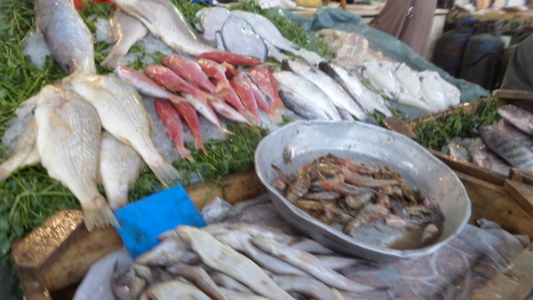  غداً الأحد مهرجان الاسماك بنصف الثمن ببورسعيد.