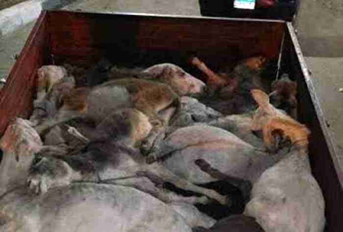ضبط سيارة محملة بـ39 حمارًا استعدادًا لذبحها بطنطا