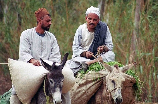 فلاح كفر الهنادوه….