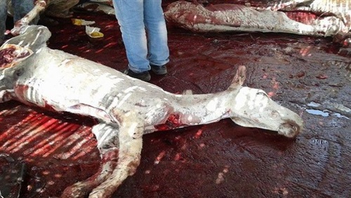 القبض على جزار قبل ذبحه حمار وبيعه للمواطنين في المنيا