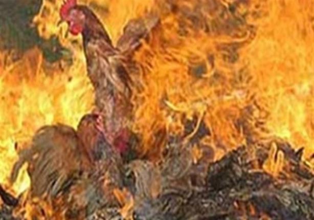 حريق هائل بأحد عنابر الشركة الوطنية للدواجن بمركز وادي النطرون