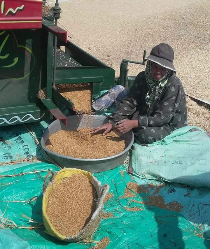 بالصورمزارعو الشرقية يطالبون وزير التموين بفتح منافذ لاستقبال القمح