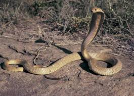 ثعبان يثير الزعر بين المواطنين خلال حملة إزالة التعديات بالغربية