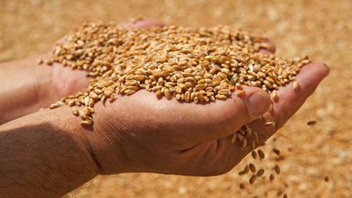 الغربية:زيادة 30% في عمليات توريد القمح عن العام الماضي