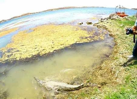 العصور على تمساح نيلي يعود إلى بحيرة ناصر