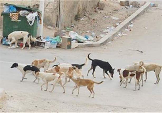 بيطري الاسكندرية..إنطلاق حملة للقضاء على الكلاب الضالة  بالمنتزة