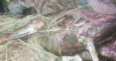 تموين الإسكندرية ..ضبط صاحب مزرعة سمكية يذبح الحمير كعلف للأسماك