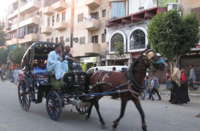 تشرد 1000 أسرة بسبب إيقاف تراخيص الحنطور