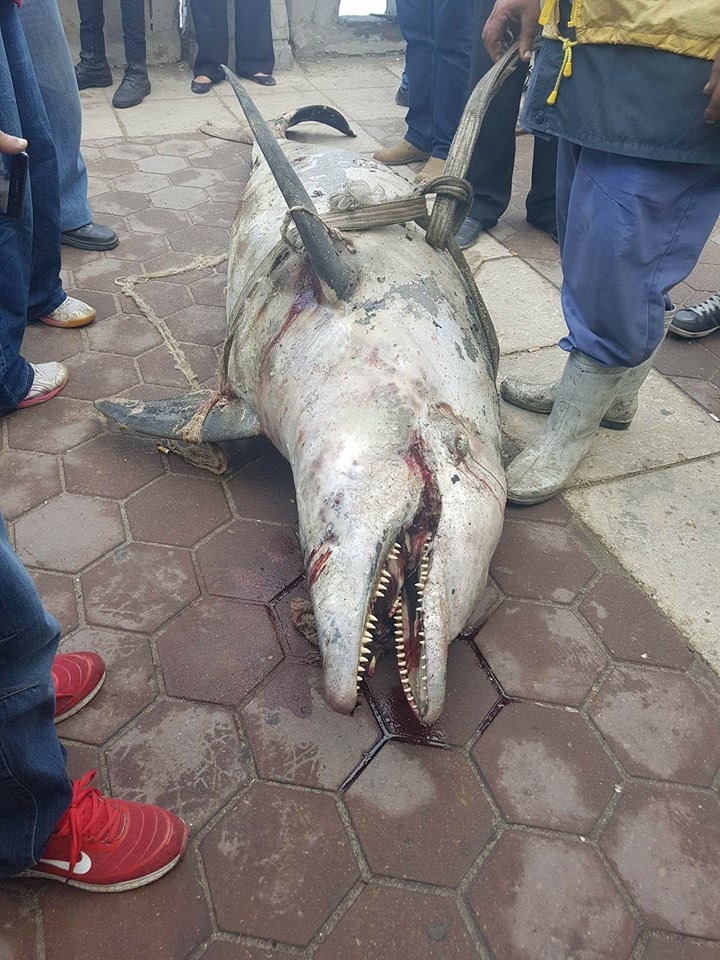 بالصور..إنتشال دولفين نافق من شاطئ السلسلة أمام مكتبة الإسكندرية