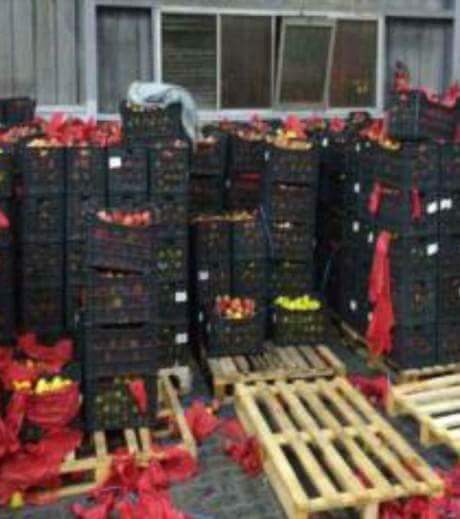 ضبط 1352,5 كيلو جرام من مخدر الحشيش مخبأة بأرضية صناديق التفاح