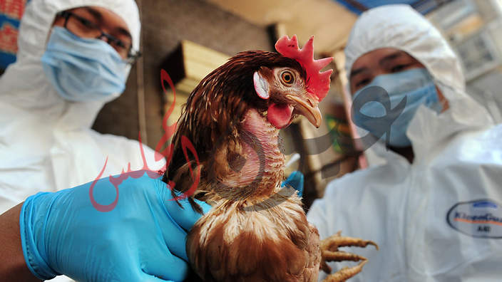 السعودية .. تمنع إستيراد المنتجات الحيوانية من أفغانستان