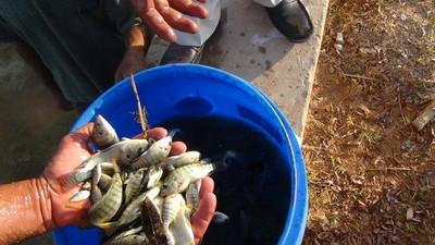 ضبط 102 ألف زريعة من أسماك الطوبار المحظور بيعها بالأسواق