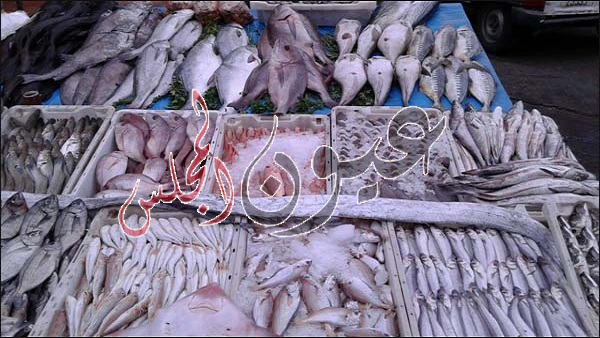 إنخفاض أسعار أسماك البلطى .. الطوبار .. القراميط