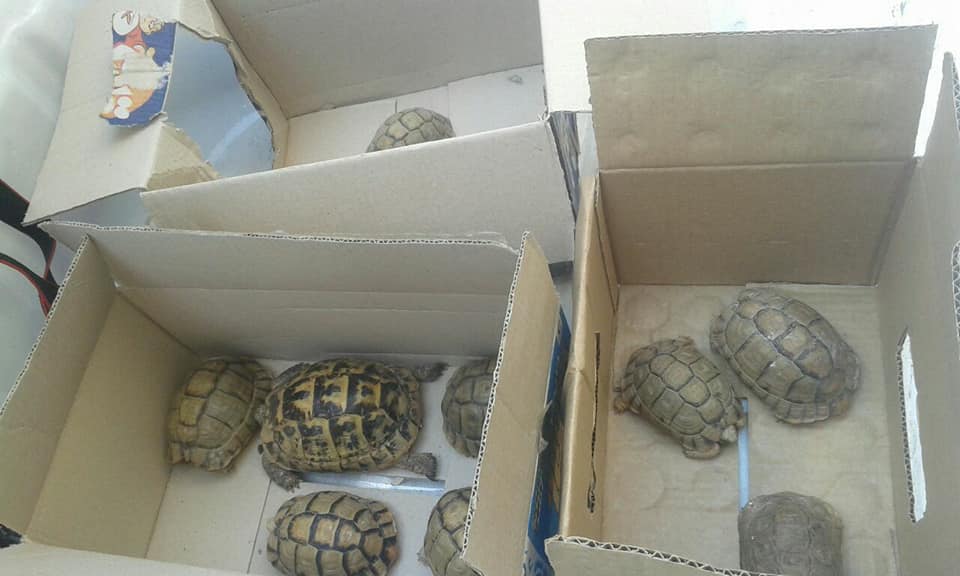 ضبط 12 سلحفاة برية مهددة بالإنقراض داخل محل بالدقهلية.