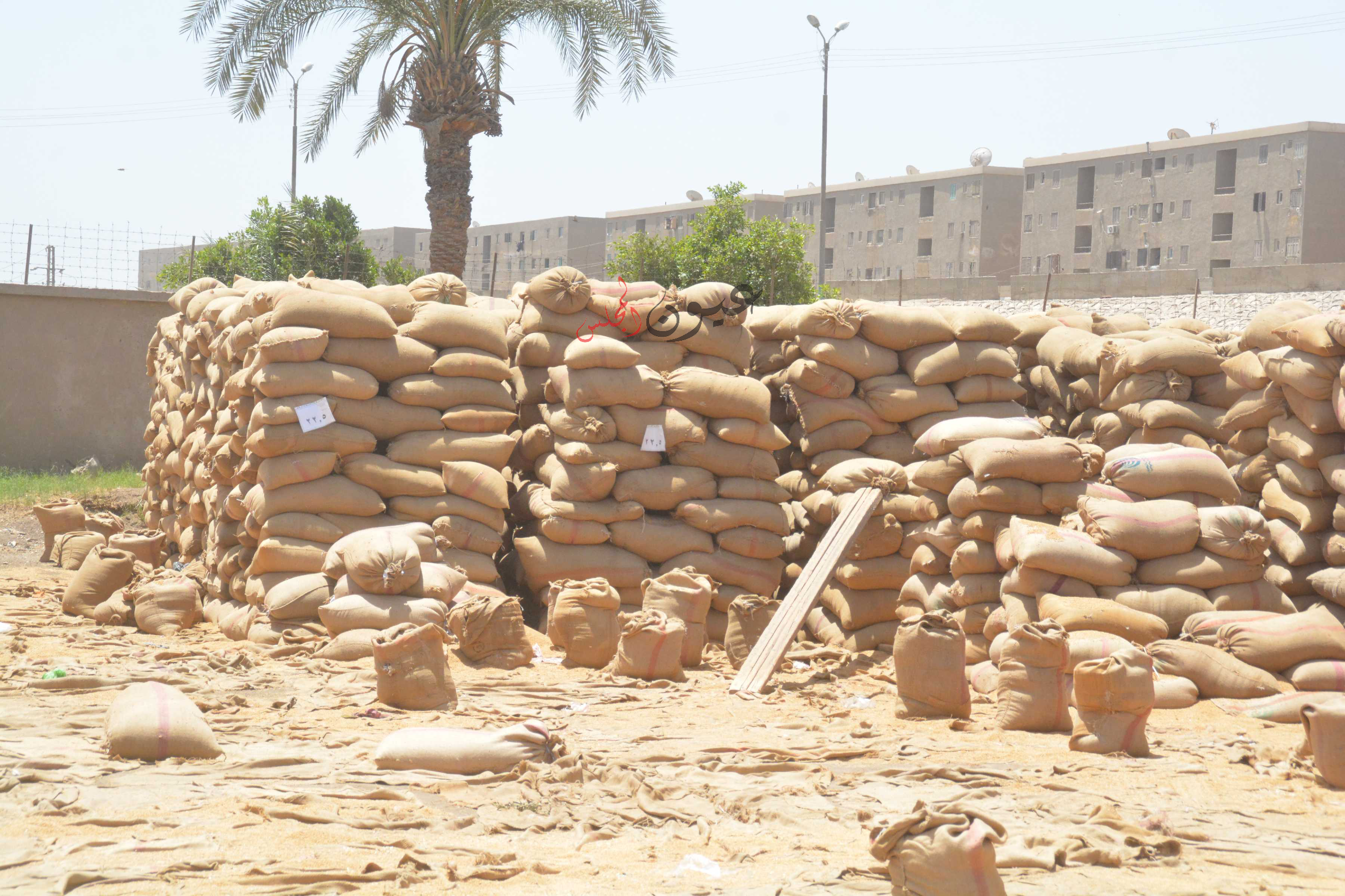 إنتظام سير عملية توريد الأقماح وتوريد 132608 طن و 454 كيلو قمح لصوامع وشون المحافظة