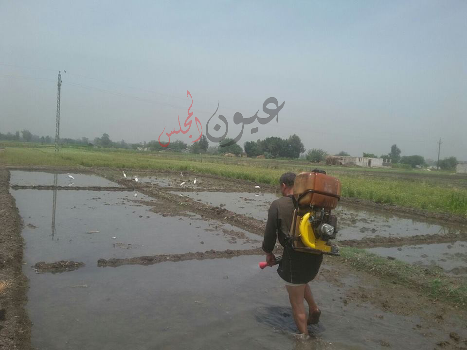 إزالة 11 مشتل أرز على مساحه 7 قيراط بـ مركز طوخ