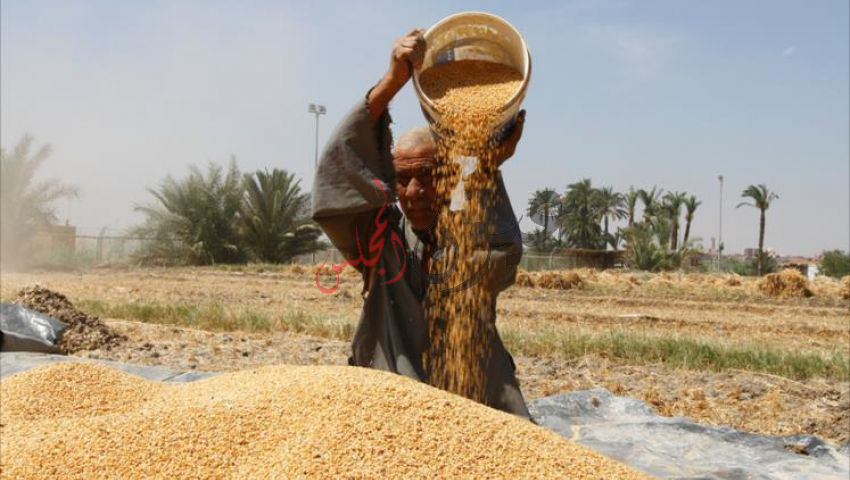 توريد 506 ألف و 116 طن و 785 كيلو قمح لصوامع وشون لـ محافظة الشرقية