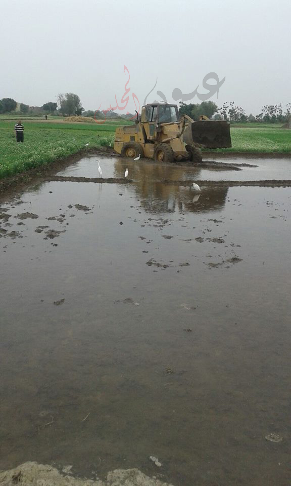 إزالة 6 مشاتل أرز على مساحه 6 قيراط بـ مركز طوخ