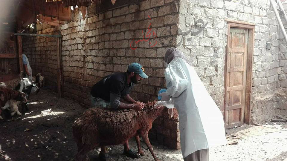 بالصور .. الحملة القومية للتحصين ضد مرض الحمى القلاعية و حمى الوادي المتصدع