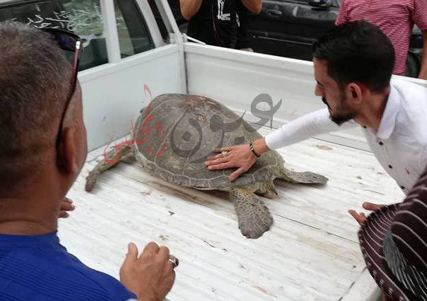 “البيئة” تنقذ سحلفاة بحرية مهددة بالانقراض وإعادتها لبيئتها الطبيعية بالسويس