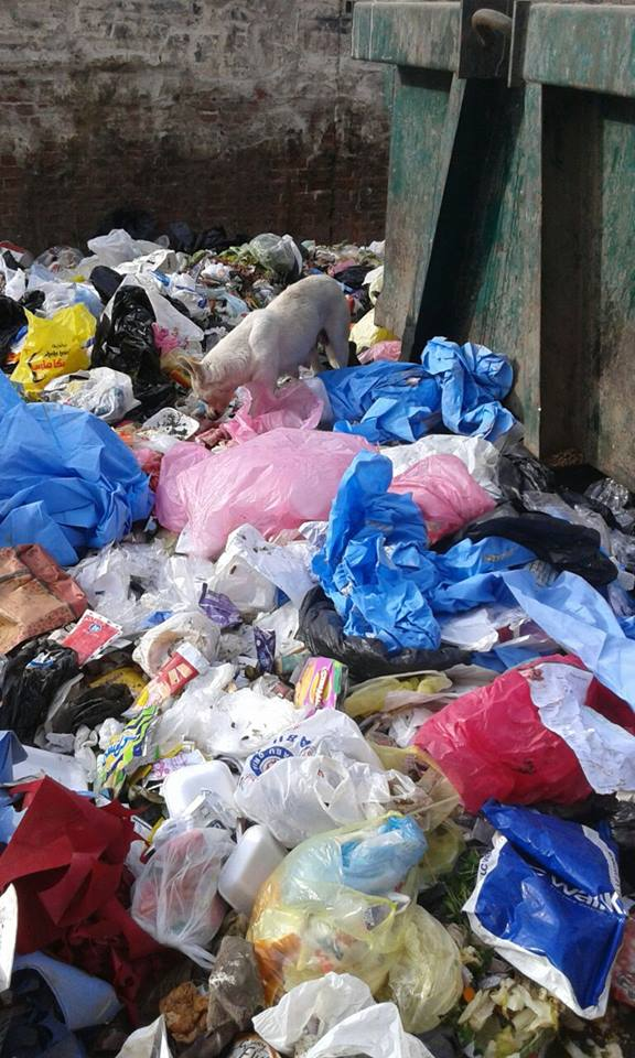 عربات القمامه تلقى بالقمامه فى الشوارع ! !