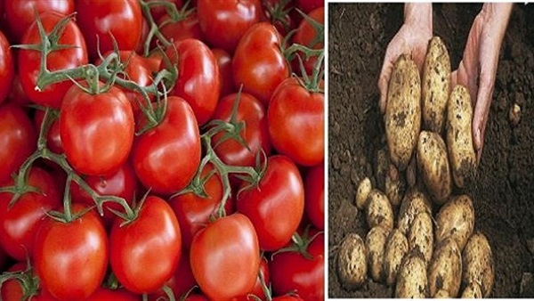 ماذا بعد أزمة البطاطس والطماطم في مصر ؟