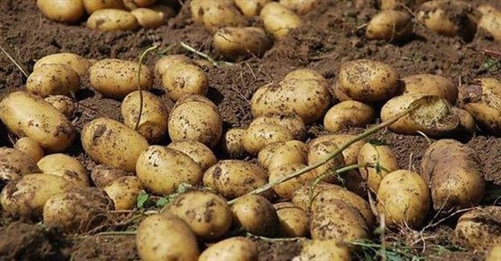 تعرف علي الأسباب الحقيقية وراء أزمة البطاطس