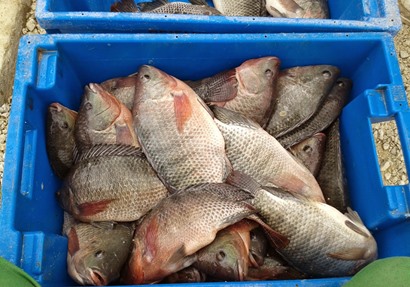 أقام اول مزرعة سمكية بقرية الآمال بوادى النقرة في أسوان بعد تخرجه، ويأمل أن تتبني الجهات التنفيذية تعميم المزارع للشباب الخريجين