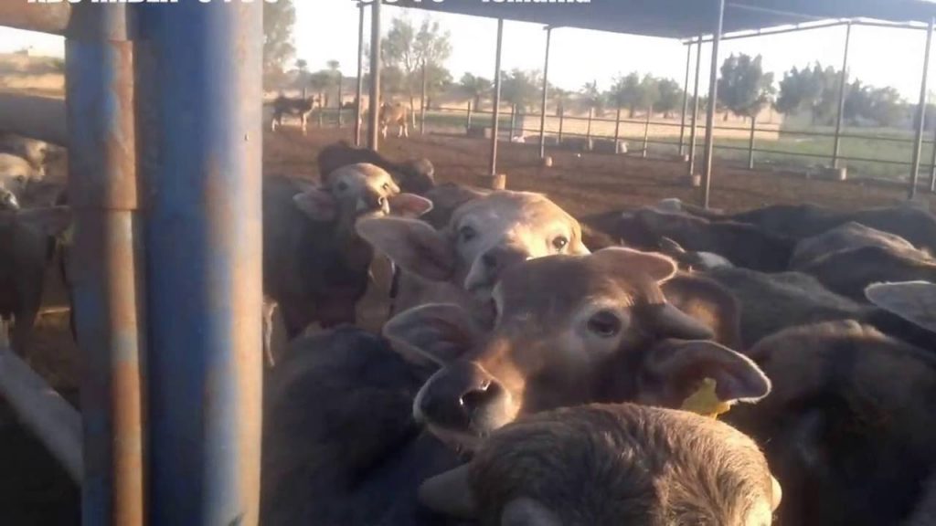 ضبط أخطر تشكيل عصابى لسرقة المواشى وتغفيل الأهالي بالبحيرة