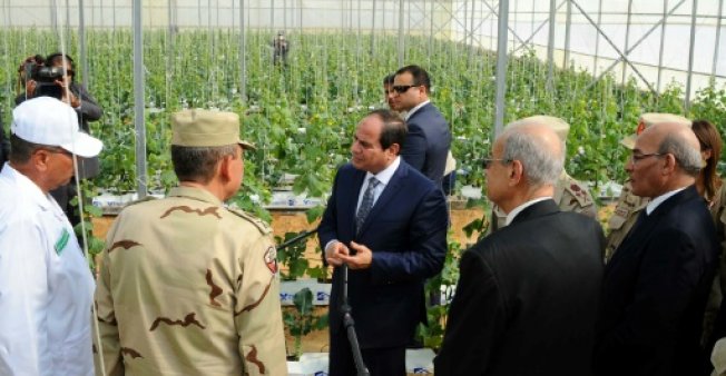 السيسي: إنشاء مزرعة تضم 2مليون و500 ألف نخلة لإنتاج أفخر أنواع التمور