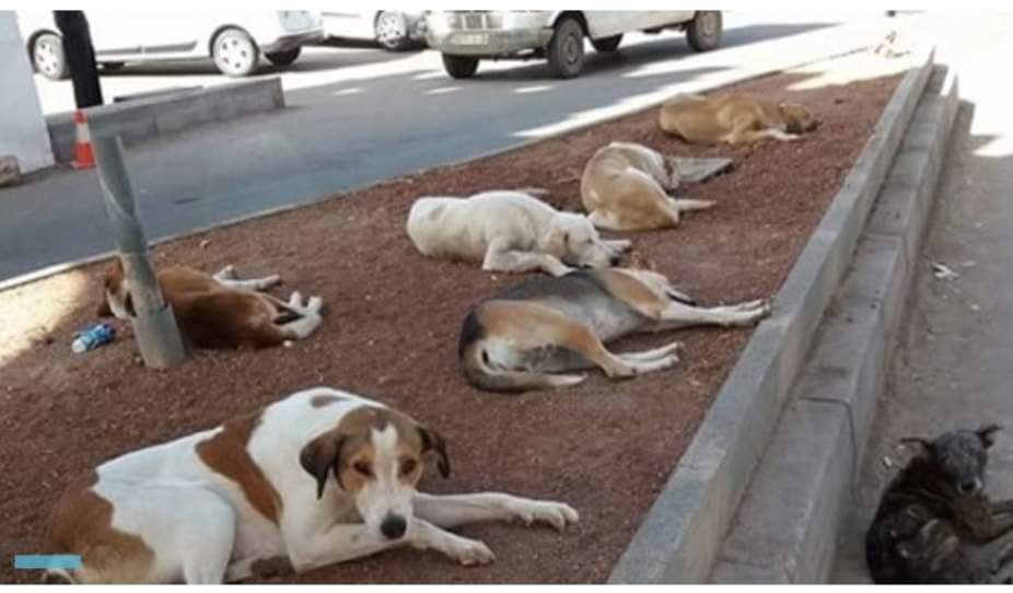 شن حملة مكافحة الكلاب والقطط الضالة بكفر الشيخ