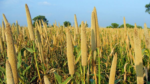 6 معلومات عن نبات “الدخن بديل المنشطات الجنسيه . .