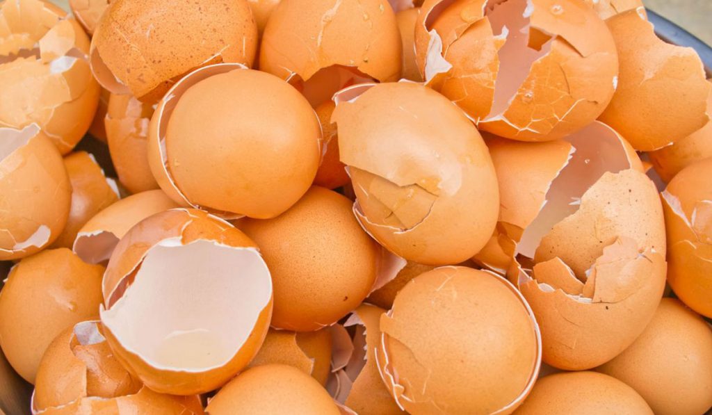 تتخلص من كنز وأنت لاتدرى . . . فوائد قشر البيض