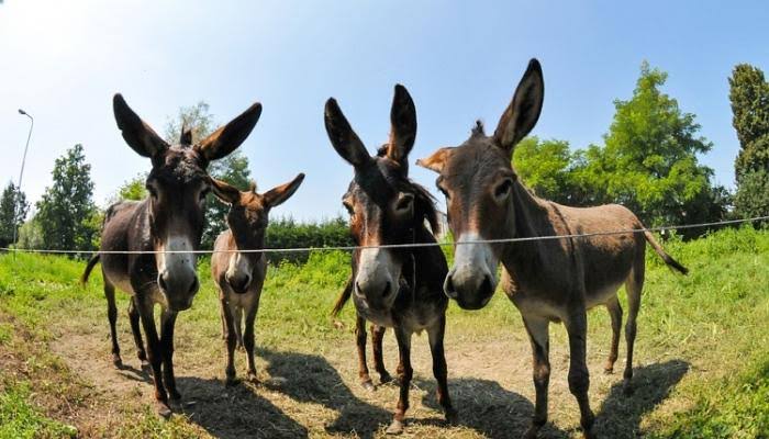 الأردن تقرر إنشاء بنك وراثي للحمير لحمايتها من الانقراض