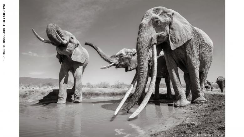 اكتشاف نوع نادر من الفيله !