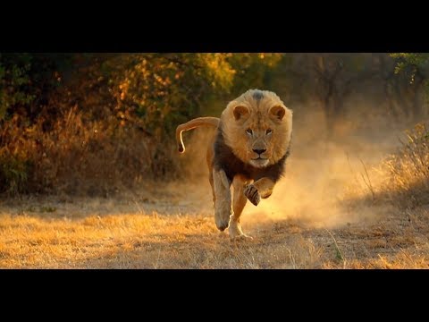 تمكن 14 أسدا من الهروب من إحدى المحميات الطبيعية فى جنوب أفريقيا ..