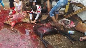 غرامه علي ذبح الأضاحي !