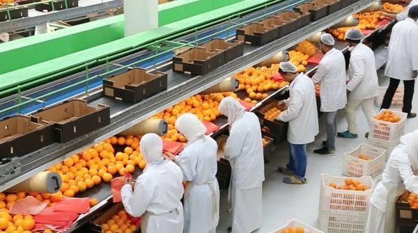 مصر تغزو العالم بالبرتقال!