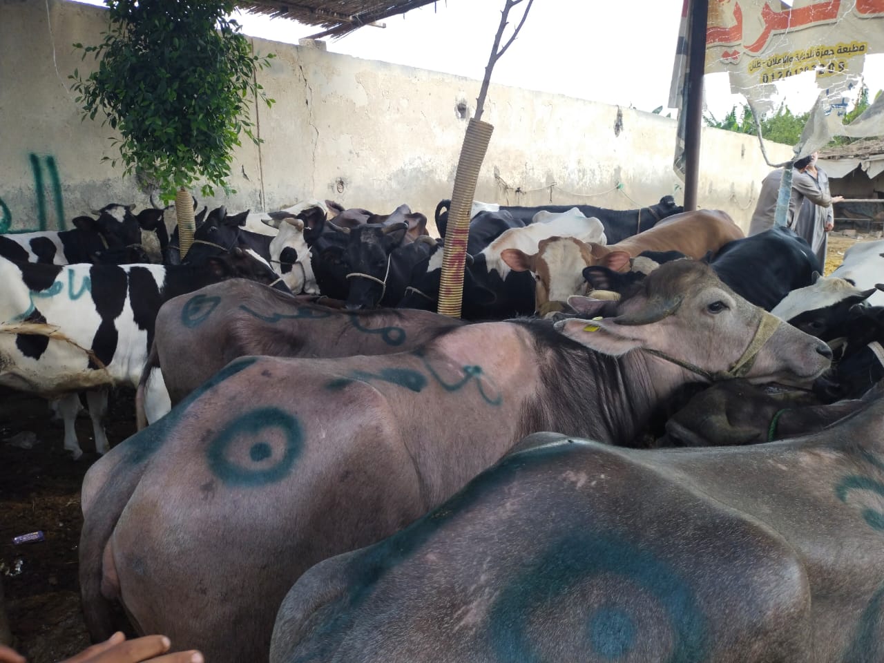 تعرف علي سعر الأضحية … في أكبر سوق ببنها