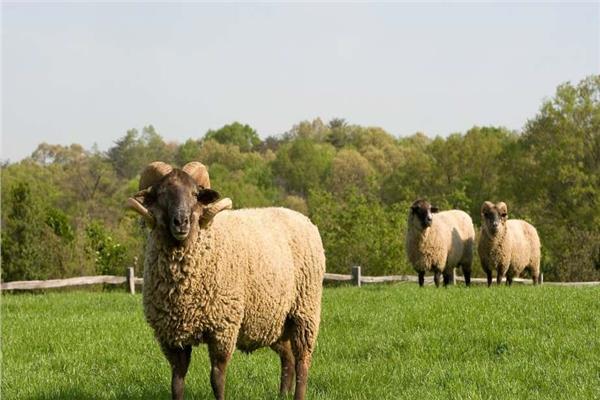 طرح اللحوم والخراف الحية￼￼￼￼ بأسعار أقل من أسعار السوق