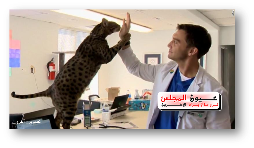 قط عملاق ” الوحش” يدخل موسوعة جينيس