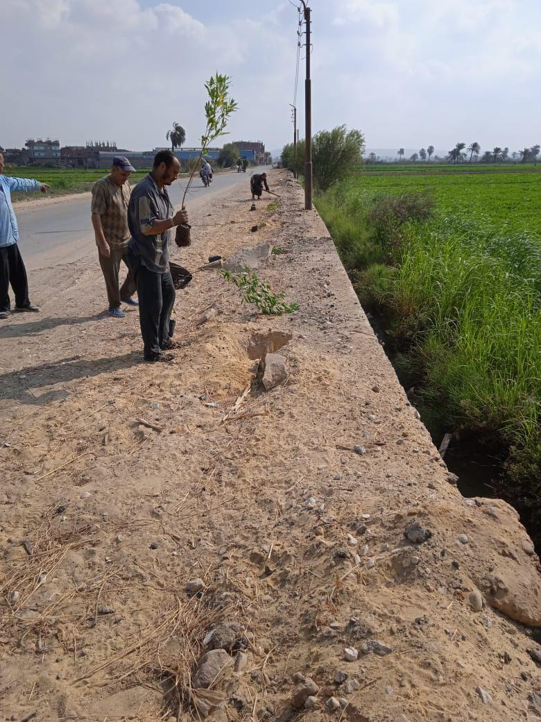 الفيوم.. توزيع 5 آلاف شجرة على مجالس المدن لزراعتها