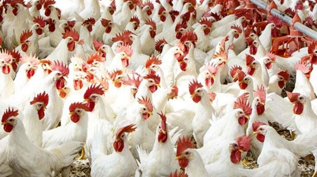انخفاض أسعار الدواجن أول يوم من شهر رمضان