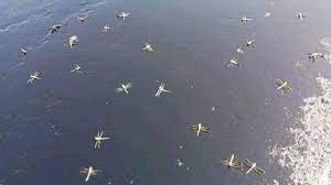 مطروح : انتشار “حشرة الرعاش” بأعداد كبيرة على الطريق الدولى الساحلى