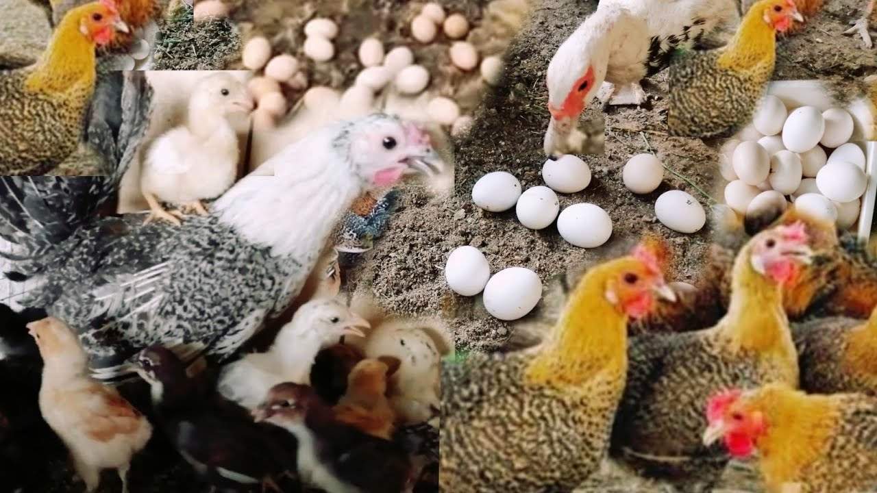 أسعار الدواجن اليوم في الأسواق 10/4/2023