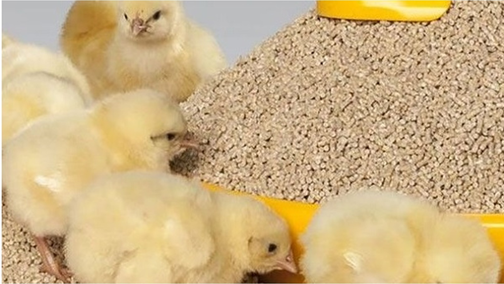 الزراعة تفرج عن 210 ألف طن أعلاف من الموانئ المصرية