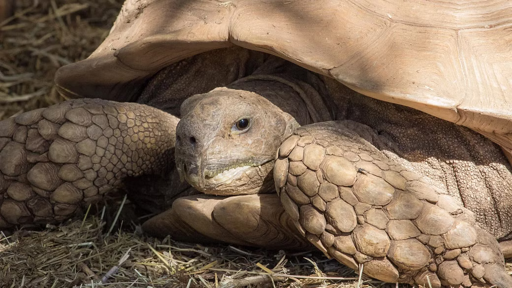في السودان.. نفوق حيوانات برية نادرة في متحف التاريخ الطبيعي