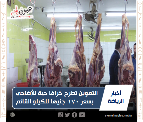 التموين تطرح خرافا حية للأضاحي بسعر 170 جنيها للكيلو القائم