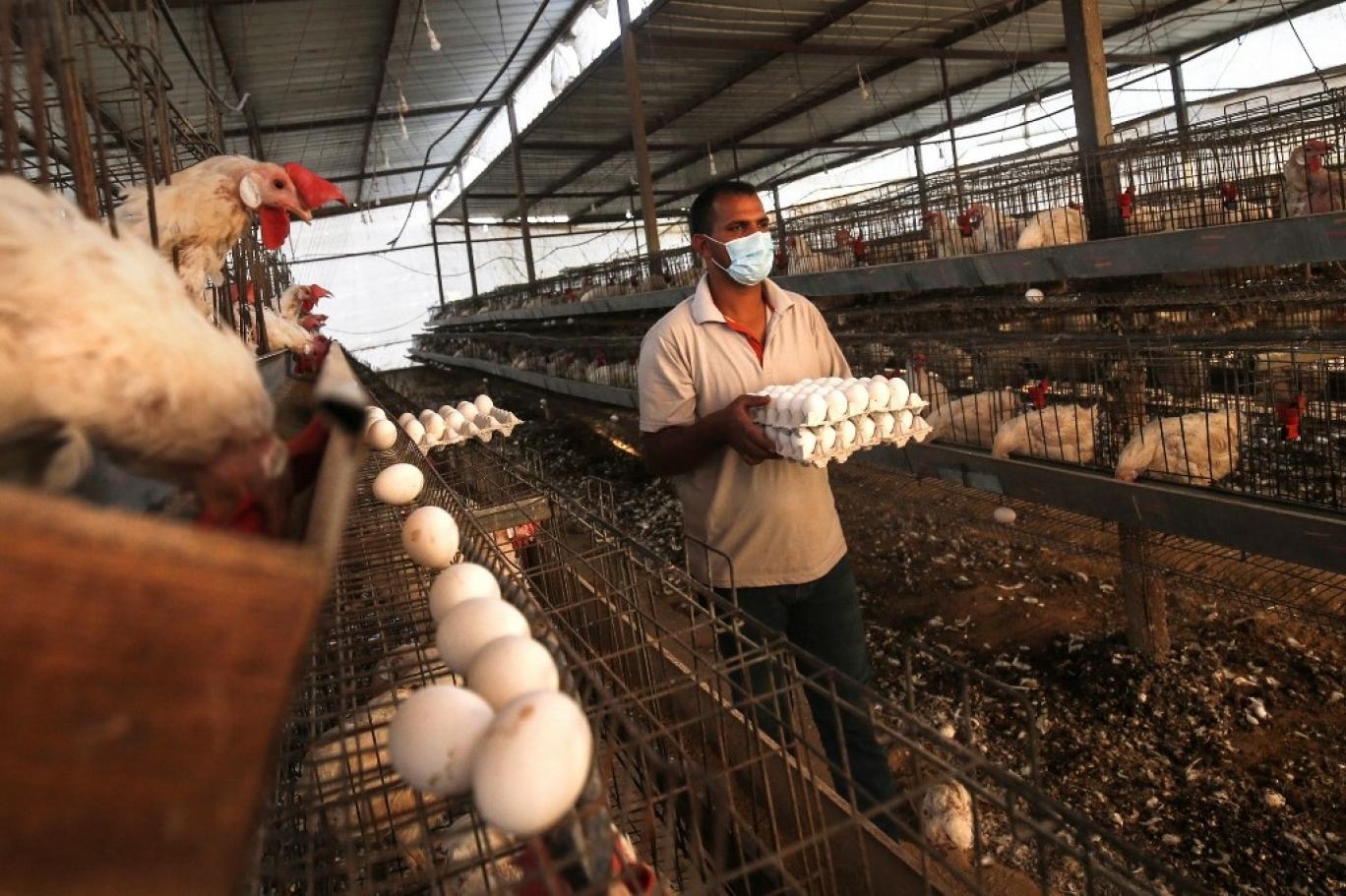 أسعار الدواجن اليوم في الأسواق 3/6/2023