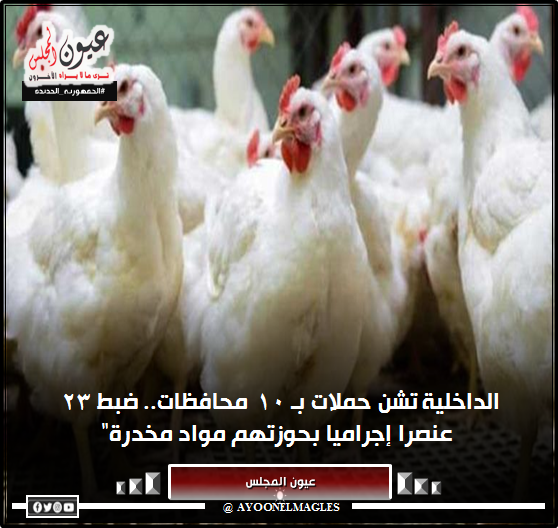 استقرار أسعار الدواجن اليوم في الأسواق 4/7/2023